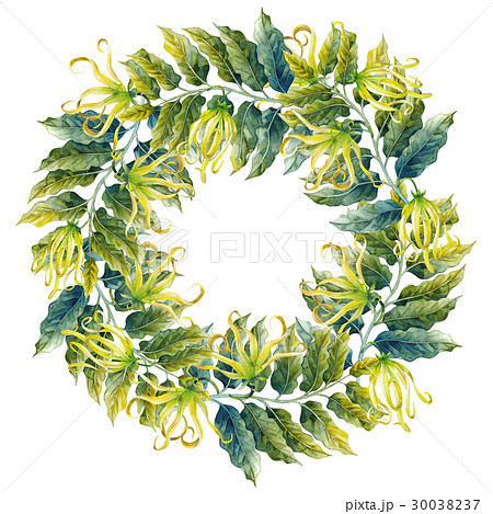 Watercolor ylang ylang wreath 30038237