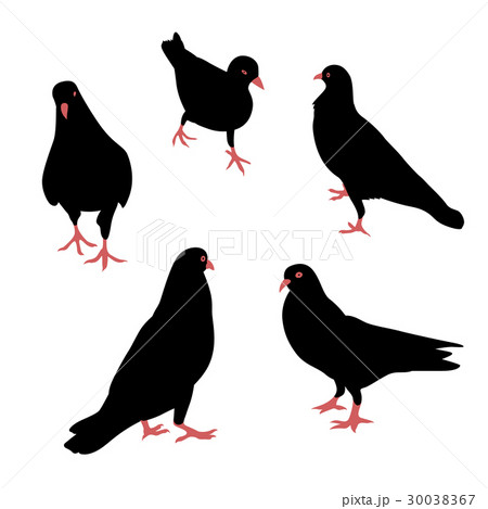 Birds Silhouette set.  30038367