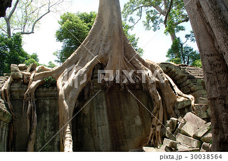 青空に聳え立つ古代遺跡群、タ・プローム@シェムリアップ、カンボジア 青空に聳え立つ古代遺跡群、タ・プローム@シェムリアップ、カンボジア 30038564
