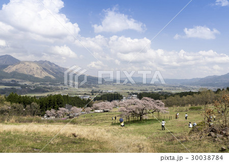 観音桜 観音桜 30038784