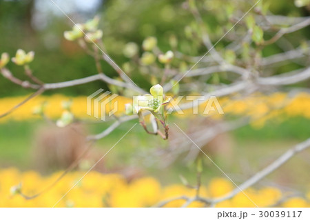 春の公園 ハナミズキ花 春の公園 ハナミズキ花 30039117