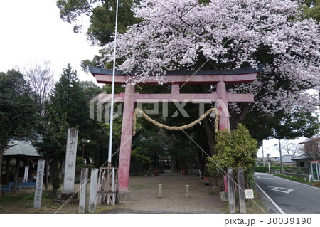 生品神社の桜 30039190