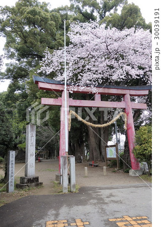 生品神社の桜 30039191