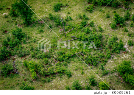 Aerial view of a herd of Zebras in the Okavango. Aerial view of a herd of Zebras in the Okavango. 30039261