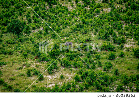 Aerial view of an Elephant in the Okavango. 30039262