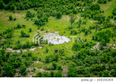 Aerial view of Elephants in the Okavango. 30039269
