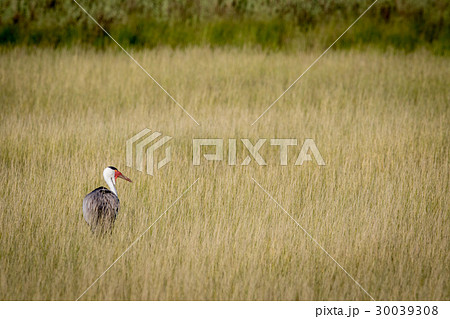 Wattled crane in high grass. 30039308