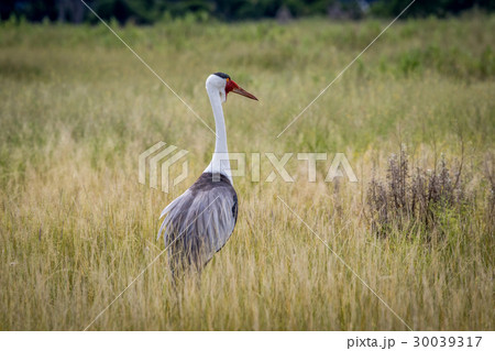 Wattled crane in high grass. 30039317