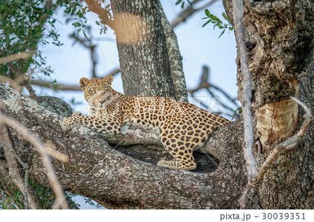 Leopard laying in a tree. 30039351
