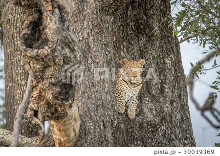 Leopard in a tree in the Okavango delta. 30039369