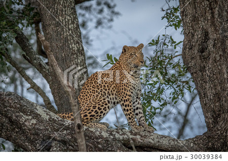 Leopard sitting in a tree. 30039384