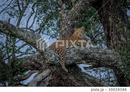 Leopard laying in a tree. Leopard laying in a tree. 30039386