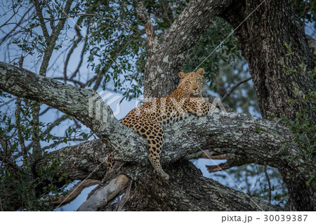 Leopard laying in a tree. Leopard laying in a tree. 30039387