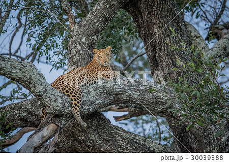 Leopard laying in a tree. 30039388