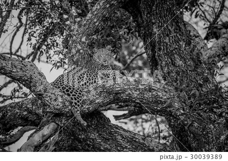 Leopard laying in a tree in black and white. 30039389