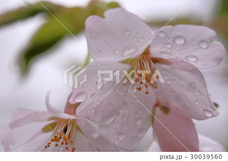 雨あがる 30039560