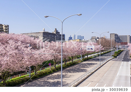 名古屋市北区都市風景  黒川ジャンクション付近　県道102号の桜並木 30039639