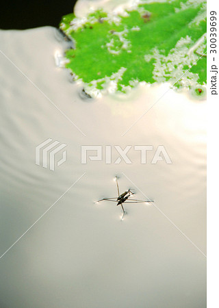 水面のアメンボ 水面のアメンボ 30039699