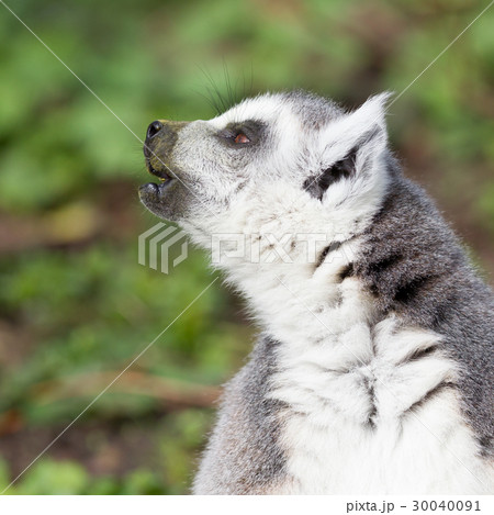Sunbathing ring-tailed lemur in captivity Sunbathing ring-tailed lemur in captivity 30040091