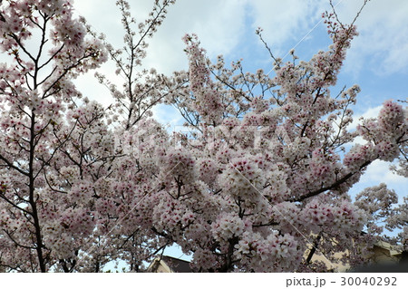 ソメイヨシノ(桜)免除川桜並木:大阪府交野市 ソメイヨシノ(桜)免除川桜並木:大阪府交野市 30040292