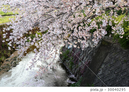ソメイヨシノ(桜)免除川桜並木:大阪府交野市 ソメイヨシノ(桜)免除川桜並木:大阪府交野市 30040295