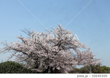 ソメイヨシノ（桜）：大阪府枚方市 30040300