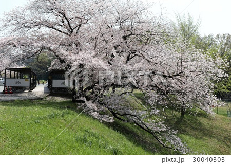 ソメイヨシノ(桜):大阪府枚方市 ソメイヨシノ(桜):大阪府枚方市 30040303