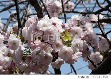 桜の花「八重桜」大阪府枚方市 30040306