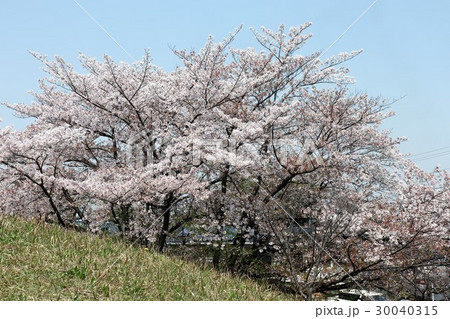 桜の花：ソメイヨシノ：大阪府枚方市 30040315