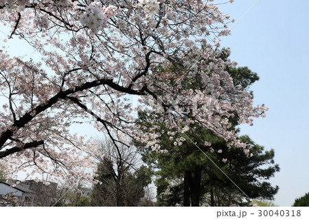 桜の花:ソメイヨシノ&松の木:大阪府枚方市 桜の花:ソメイヨシノ&松の木:大阪府枚方市 30040318