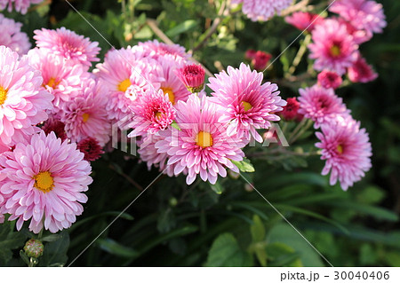 ピンク色の菊 30040406