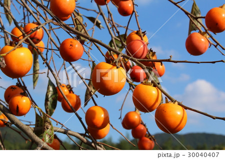 柿の実 30040407