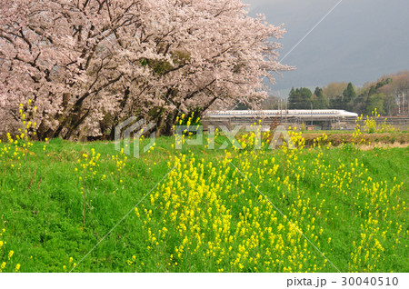 桜と新幹線 30040510