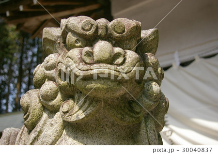 岐阜県美濃加茂市縣主神社の狛犬 岐阜県美濃加茂市縣主神社の狛犬 30040837