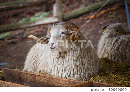 Wallachian sheep (Ovis orientalis aries) Wallachian sheep (Ovis orientalis aries) 30040860