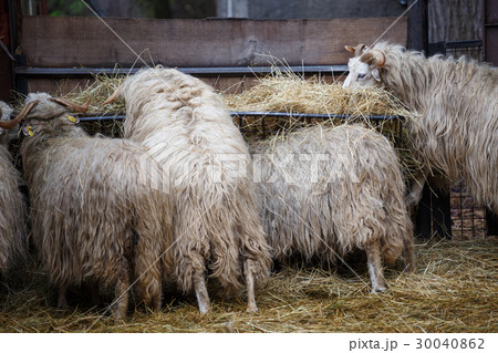 Wallachian sheep (Ovis orientalis aries) Wallachian sheep (Ovis orientalis aries) 30040862