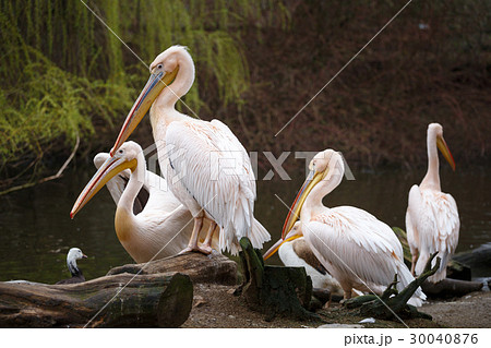 Flock of white pelicans on the lake Flock of white pelicans on the lake 30040876