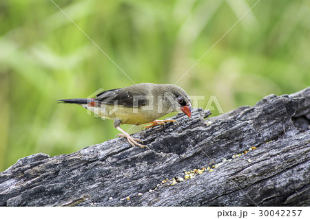 Red Avadavat 30042257