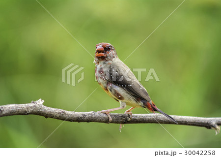 Red Avadavat 30042258