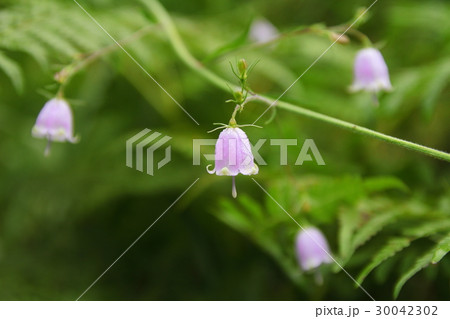 ハクサンシャジン ハクサンシャジン 30042302