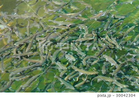 有馬ます池 有馬ます池 30042304