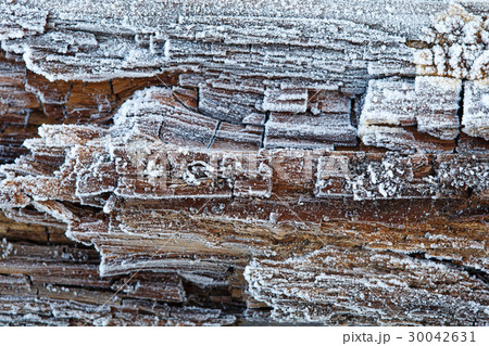 Rime on rotten wood Rime on rotten wood 30042631