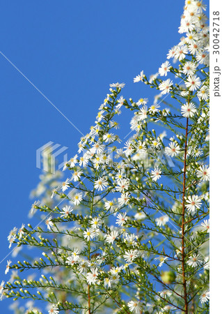 クジャクソウ 30042718