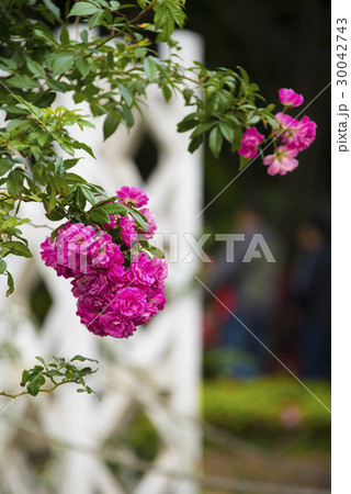 薔薇 バラ科 バラ 30042743