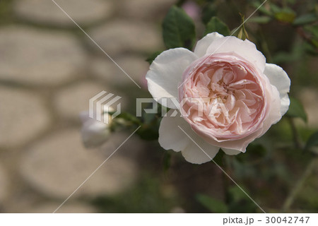 薔薇 バラ科 バラ 30042747