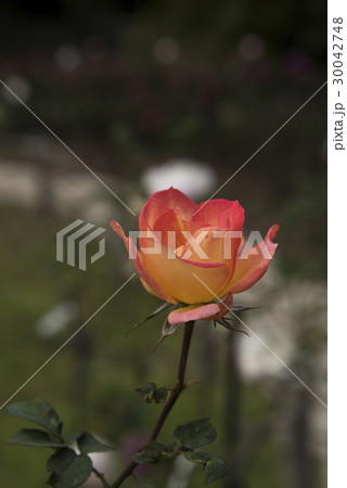 薔薇 バラ科 バラ 30042748