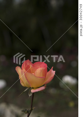 薔薇 バラ科 バラ 30042749