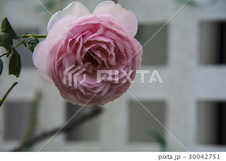 薔薇 バラ科 バラ 30042751