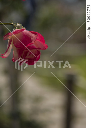 薔薇 バラ科 バラ 30042771