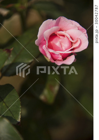 薔薇 バラ科 バラ 30042787
